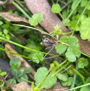 Schoenus apogon at Tallaganda National Park - 28 Feb 2024