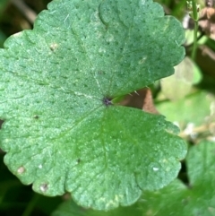 Hydrocotyle sibthorpioides (A Pennywort) at Palerang, NSW - 28 Feb 2024 by JaneR