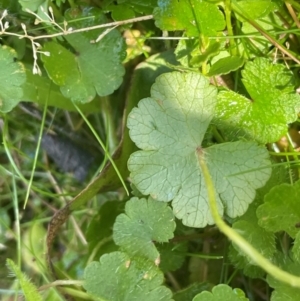 Hydrocotyle sibthorpioides at QPRC LGA - 28 Feb 2024