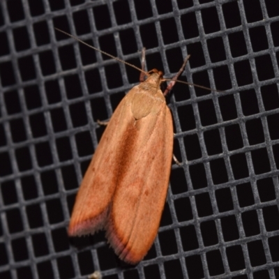 Eochrois dejunctella (A Concealer moth (Wingia Group)) at Jerrabomberra, NSW - 28 Feb 2024 by DianneClarke