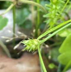 Carex inversa (Knob Sedge) at QPRC LGA - 28 Feb 2024 by JaneR