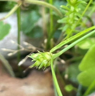 Carex inversa (Knob Sedge) at QPRC LGA - 28 Feb 2024 by JaneR