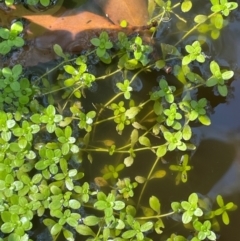 Callitriche stagnalis (Common Starwort) at Rossi, NSW - 28 Feb 2024 by JaneR