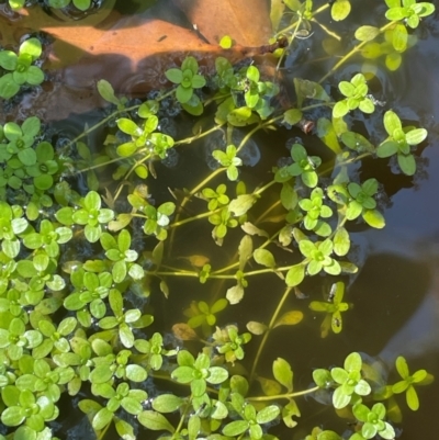 Callitriche stagnalis (Common Starwort) at Tallaganda State Forest - 27 Feb 2024 by JaneR