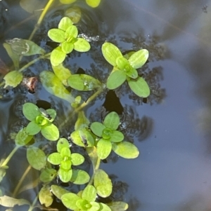 Callitriche stagnalis at QPRC LGA - 28 Feb 2024