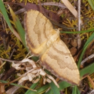 Chrysolarentia correlata at Chute, VIC - 31 Oct 2015 03:54 PM