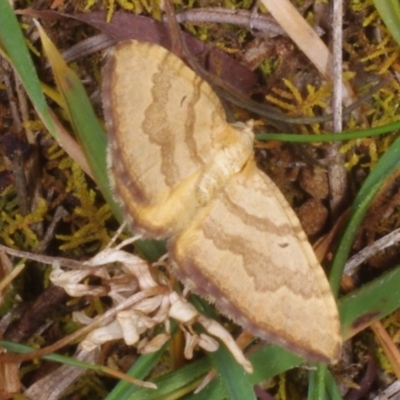 Chrysolarentia correlata (Yellow Carpet) at Chute, VIC - 31 Oct 2015 by WendyEM