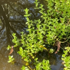 Gratiola peruviana at QPRC LGA - 28 Feb 2024