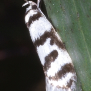 Philobota impletella Group at Chute, VIC - 31 Oct 2015