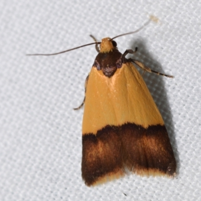 Heteroteucha dichroella (A Concealer moth (Wingia Group)) at Jerrabomberra, NSW - 28 Feb 2024 by DianneClarke