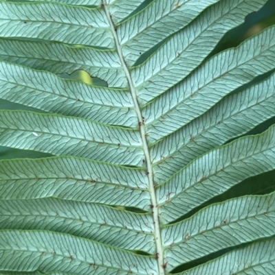 Blechnum nudum (Fishbone Water Fern) at Rossi, NSW - 27 Feb 2024 by JaneR