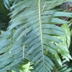 Blechnum nudum at QPRC LGA - 28 Feb 2024 10:21 AM