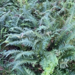 Blechnum nudum at QPRC LGA - 28 Feb 2024 10:21 AM