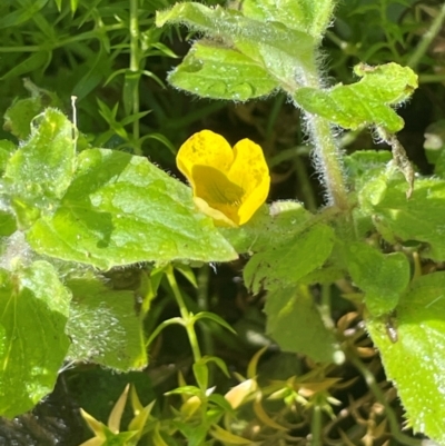 Erythranthe moschata (Musk) at Tallaganda State Forest - 28 Feb 2024 by JaneR