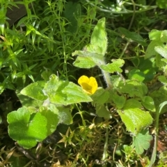 Erythranthe moschata at QPRC LGA - 28 Feb 2024