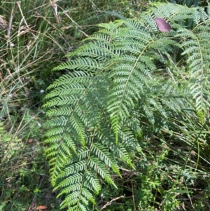 Pteridium esculentum at QPRC LGA - 28 Feb 2024 11:09 AM