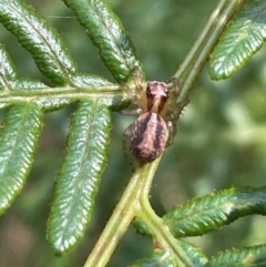 Maratus scutulatus at Tallaganda State Forest - 28 Feb 2024 by JaneR