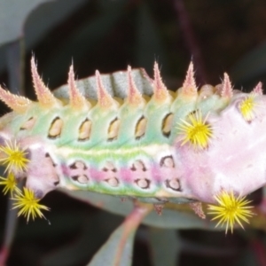 Doratifera oxleyi at Chute, VIC - 31 Oct 2015