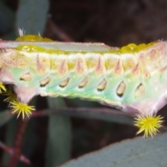 Doratifera oxleyi at Chute, VIC - 31 Oct 2015 01:35 PM