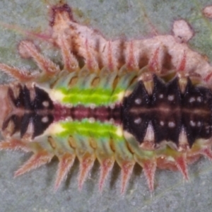 Doratifera oxleyi at Chute, VIC - 31 Oct 2015