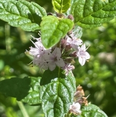 Mentha laxiflora (Forest Mint) at Rossi, NSW - 28 Feb 2024 by JaneR