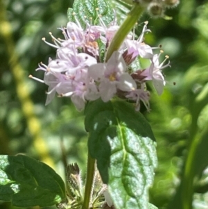 Mentha laxiflora at QPRC LGA - 28 Feb 2024