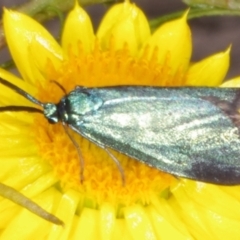 Unidentified Other moth at Chute, VIC - 31 Oct 2015 by WendyEM