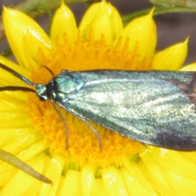 Pollanisus (genus) (A Forester Moth) at Chute, VIC - 31 Oct 2015 by WendyEM