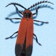 Porrostoma sp. (genus) at Capalaba, QLD - 10 Feb 2024 by TimL