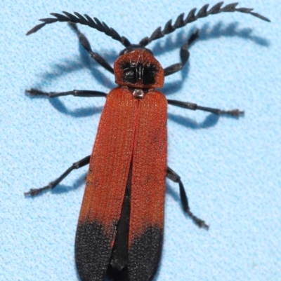 Cladophorus cinctus (A lycid beetle) at Capalaba, QLD - 10 Feb 2024 by TimL