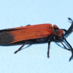 Cladophorus cinctus at Capalaba, QLD - 10 Feb 2024 12:19 PM