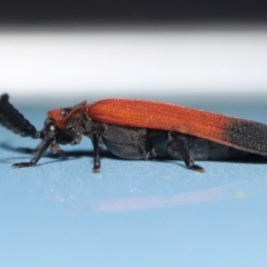Cladophorus cinctus at Capalaba, QLD - 10 Feb 2024 12:19 PM