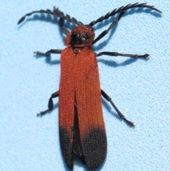 Cladophorus cinctus at Capalaba, QLD - 10 Feb 2024 12:19 PM