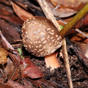 Heteropoda sp. (genus) at Capalaba, QLD - 10 Feb 2024