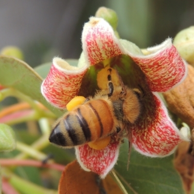 Apis mellifera (European honey bee) at Conder, ACT - 22 Nov 2023 by michaelb