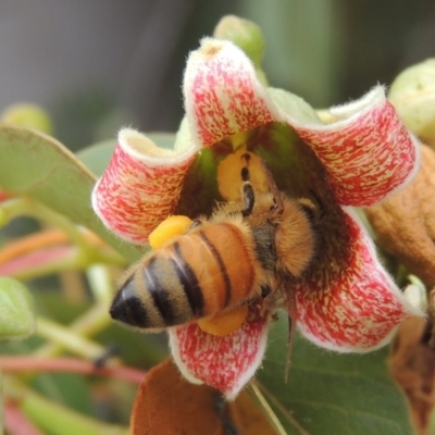 Apis mellifera (European honey bee) at Pollinator-friendly garden Conder - 23 Nov 2023 by MichaelBedingfield