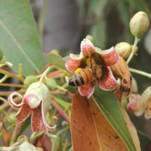 Apis mellifera at Pollinator-friendly garden Conder - 23 Nov 2023