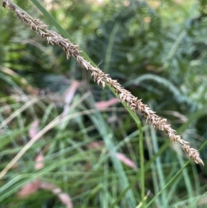 Carex appressa at QPRC LGA - 28 Feb 2024 10:30 AM