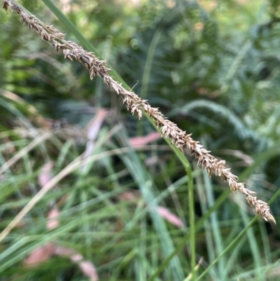 Carex appressa (Tall Sedge) at Tallaganda State Forest - 27 Feb 2024 by JaneR