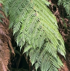 Dicksonia antarctica (Soft Treefern) at Rossi, NSW - 27 Feb 2024 by JaneR