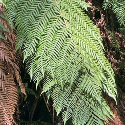 Dicksonia antarctica (Soft Treefern) at Rossi, NSW - 27 Feb 2024 by JaneR