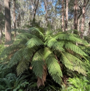 Dicksonia antarctica at QPRC LGA - 28 Feb 2024