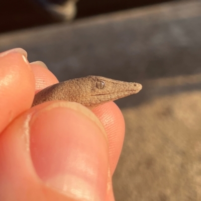 Lialis burtonis (Burton's Snake-lizard) at Woodstock Nature Reserve - 28 Feb 2024 by Lisa.Jok