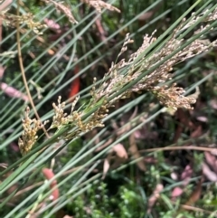 Juncus sarophorus (Broom Rush) at Rossi, NSW - 27 Feb 2024 by JaneR