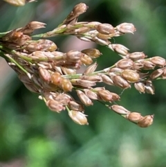 Juncus sarophorus at QPRC LGA - 28 Feb 2024