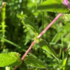 Epilobium billardiereanum subsp. hydrophilum at QPRC LGA - 28 Feb 2024