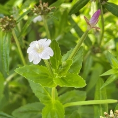 Epilobium billardiereanum subsp. hydrophilum at QPRC LGA - 28 Feb 2024 11:04 AM