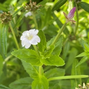 Epilobium billardiereanum subsp. hydrophilum at QPRC LGA - 28 Feb 2024 11:04 AM