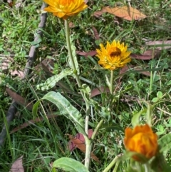 Xerochrysum bracteatum (Golden Everlasting) at Rossi, NSW - 27 Feb 2024 by JaneR