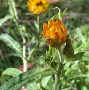 Xerochrysum bracteatum at QPRC LGA - 28 Feb 2024